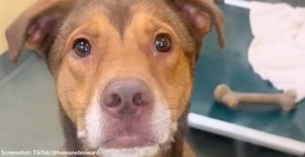 Overlooked Dogs At Florida Shelter Give “Puppy Eyes” To Everyone Who Passes By To Capture Their Attention