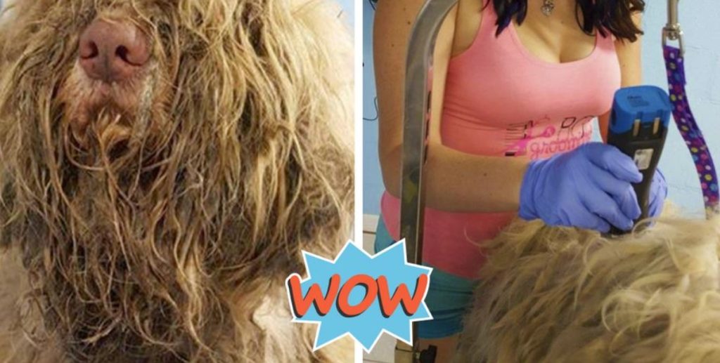 Dog Groomer Opened Shop In ‘Middle Of The Night’ To Give Stray Dog Haircut & Found Beauty Beneath Matted Fur