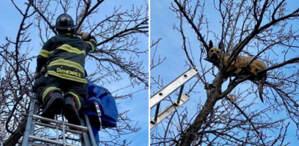 Daring Rescue Frees Young German Shepherd Trapped 25 Feet Up in a Tree