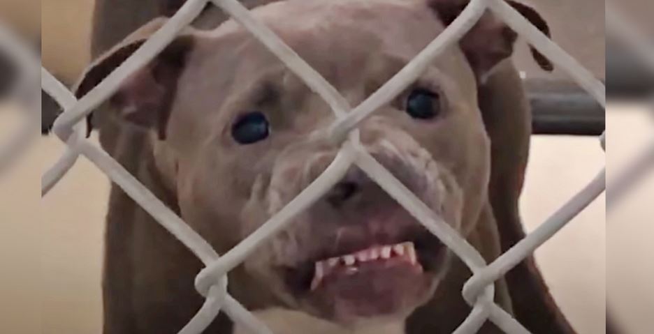 Growling Pit Bull Wasn’t Allowed To Be Adopted But Dog-Lover Made It Her ‘Mission’