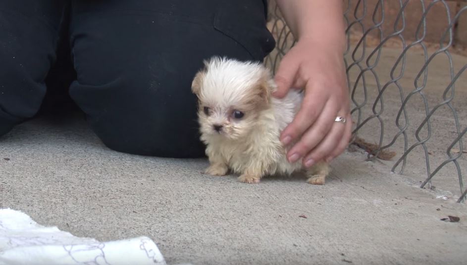 Tiny Pup Rescued From A Puppy Mill Is Introduced To A New Friend To Start His New Life