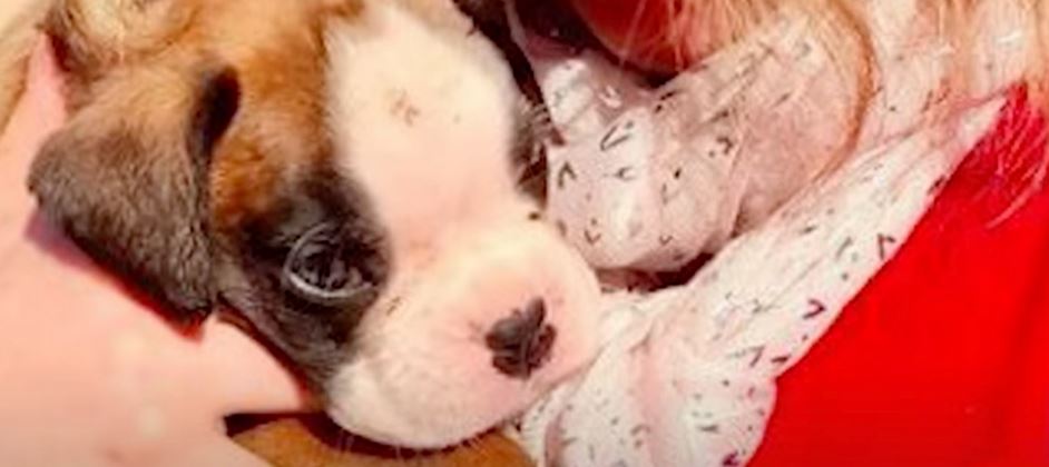 Couple Taking Out Trash Finds Puppy In Smashed Up Cardboard Box