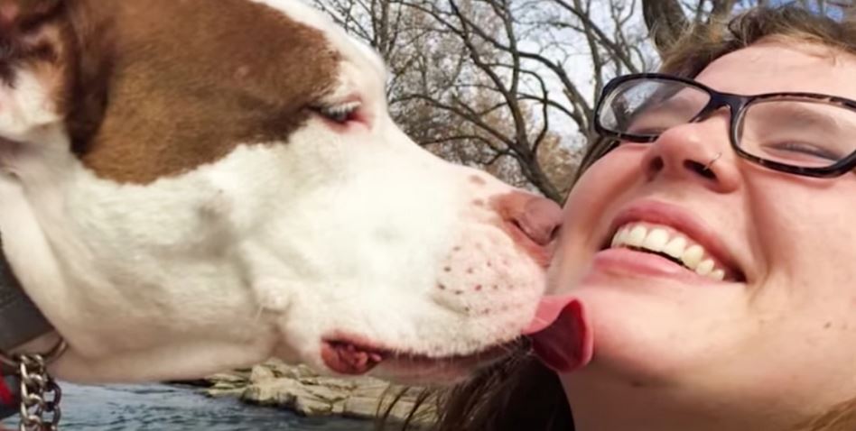 Neglected Pit Bull Persuades Girl To Adopt Her, But Dad Doesn’t Want A Dog