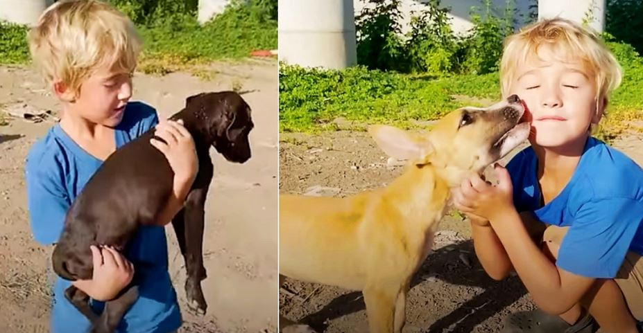 Five-Year-Old Picks Up Abandoned Puppies And Carries Them To Mom’s Car