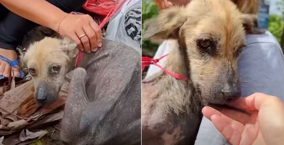 When They Found Tethered Dog, She Was Seeking Food In Bag Of Rubbish