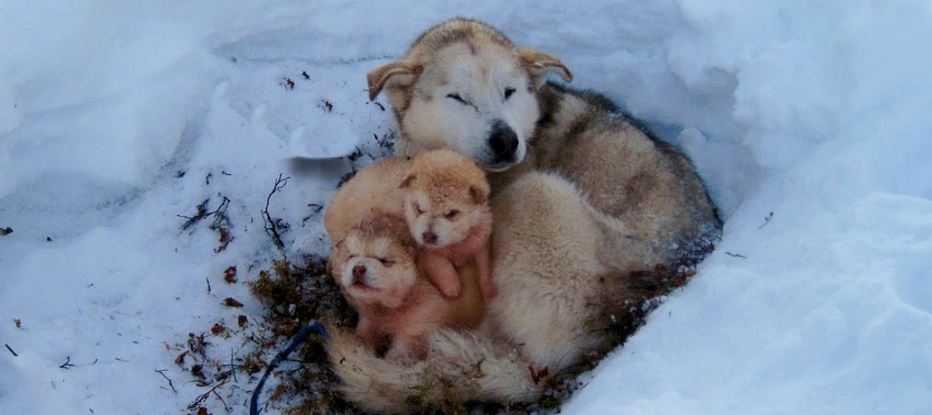 Savage And Selfish Act Leaves Dog And Babes Huddling In Snow