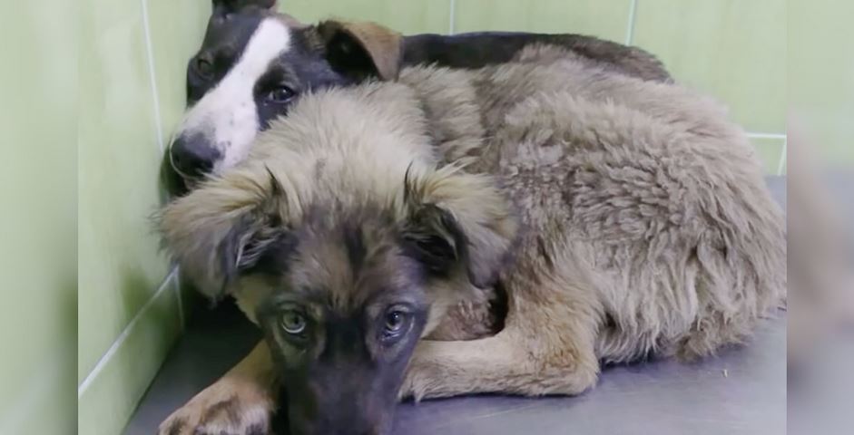 Puppies Huddled Together With ‘Shared Scars’ Of Trauma They Both Carried