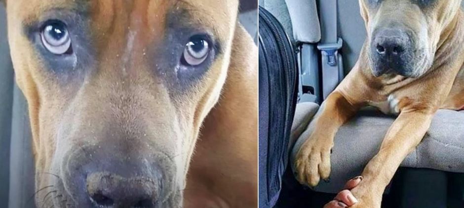 Pittie Wants To Hold Her Rescuer’s Hand As They Drive To The Vet