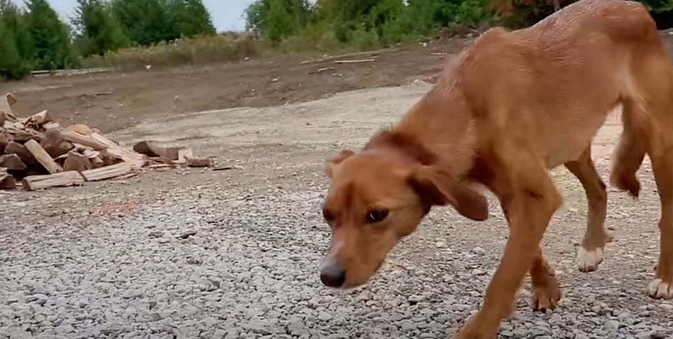 Their New Property Came With Hungry Stray Who Was Hesitant To Step Inside