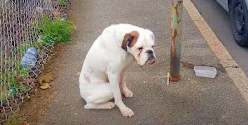Boxer Tied To Pole Stared At Passersby Hoping His Owner Was Among Them