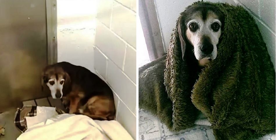 After ‘764-Days Apart’, Dad Wonders If Missing Senior-Dog Would Recognize Him Again