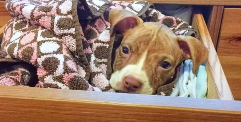 Teeniest Puppy Worms Her Way Under Fence Into Couple’s Dresser Drawer