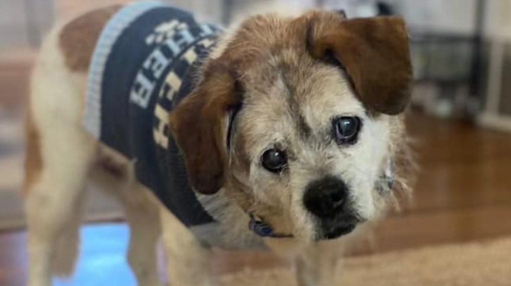 Grandpa George 16+ year old senior pup looking for Valentine to adopt him – Pet Rescue Report