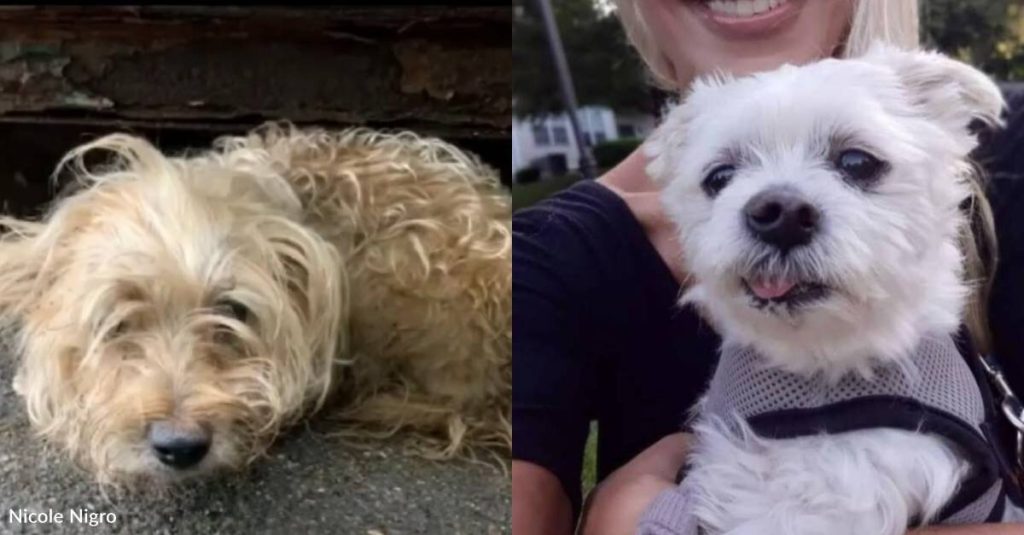 Pup in Very Rough Shape Pops Up at the Right Time for Grieving Family
