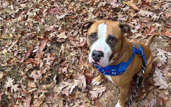 Senior Boxer Giving Up Hope After 204 Days In Alabama Shelter Finally Finds His Person