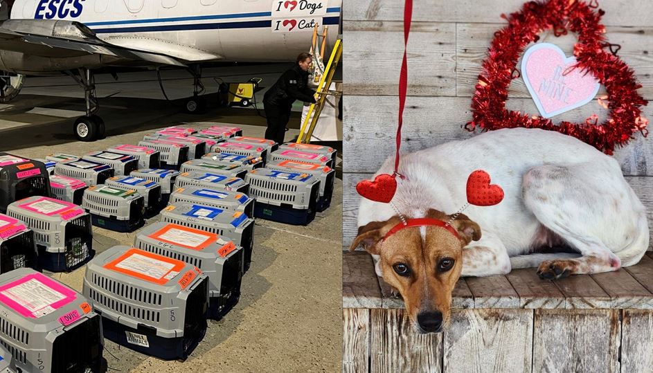 They’re Loading Up a Plane Full of “Death Row Dogs” & Flying Them to Safety for Valentine’s Day