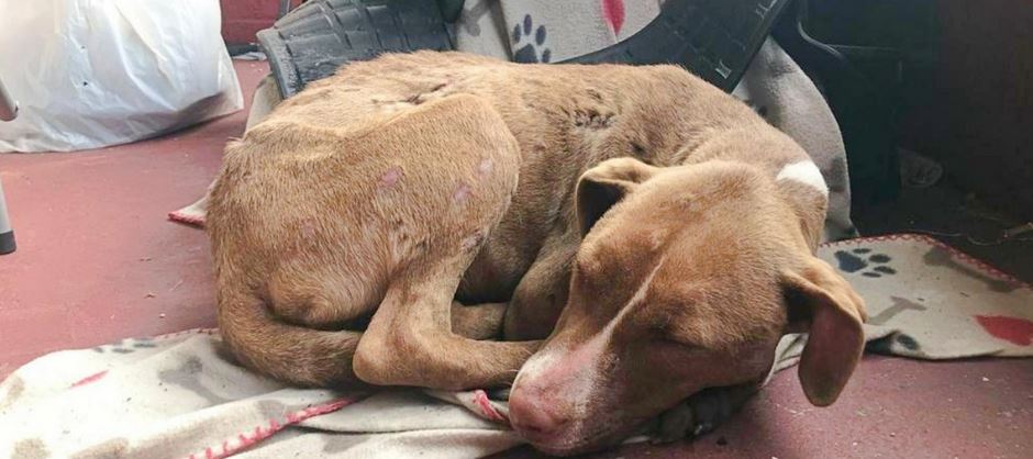 A Heartsick Pup In Need Curls Up On Family’s Porch