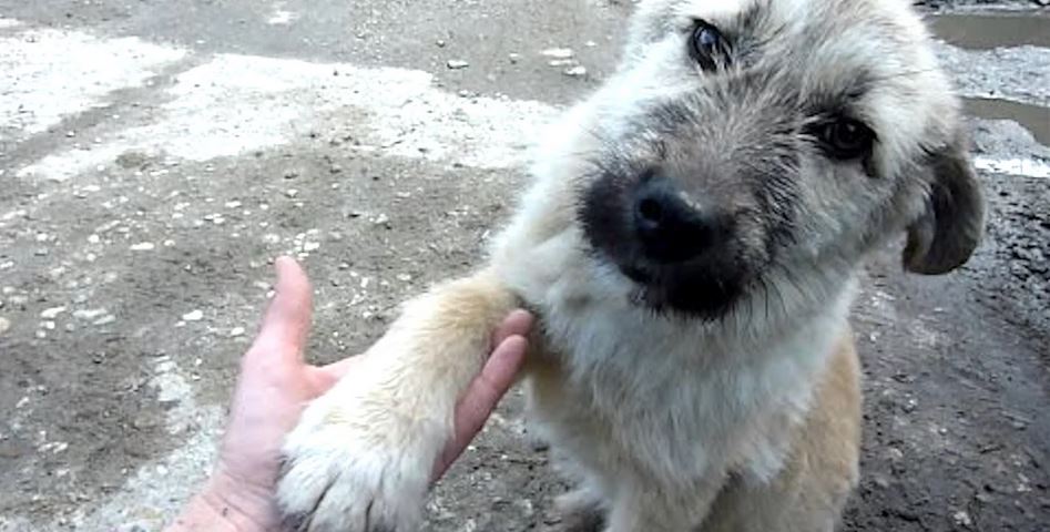 Puppy ‘Abandoned’ On A Busy Road Offers His Paw Asking To Be Rescued