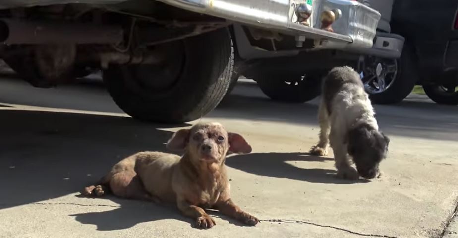 Senior Dog Is Dumped On The Street—Along With A Friend—For Having A Tumor