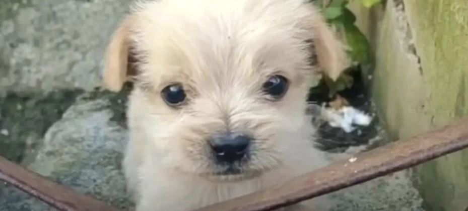 A Puppy Left To Tremble In The Cold Meets Man And Kisses His Hand