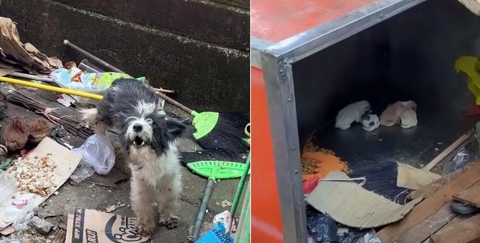 Mother Dog Fights to Nurture Pups, Relying on Garbage To Keep Them Alive