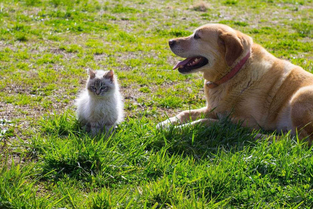 Kitten Arrives in Family’s Home, Annoying Their Serious Dog