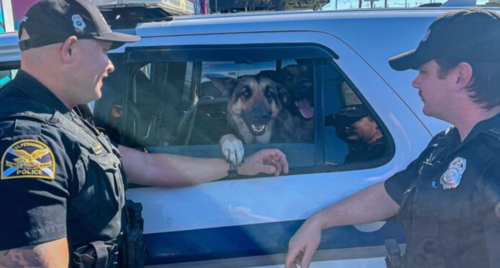 Doggy Adventure In St. Pete: Trio Of German Shepherds Leap Into Woman’s Car