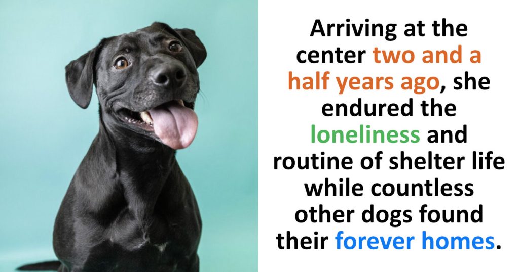 From Elation to Despair: Dog’s 900-Day Shelter Stay Ends in Heartbreaking Twist