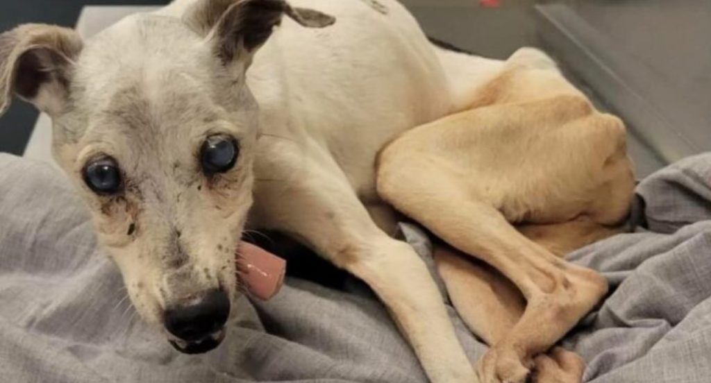 Emaciated senior survived on street until he could no longer walk Needs emergency rescue
