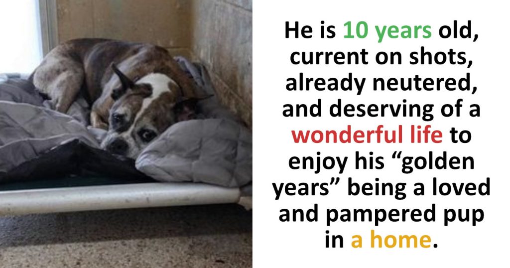 Beach Day Brightens Spirits of Lonely Shelter Dog Still Waiting After 400 Days
