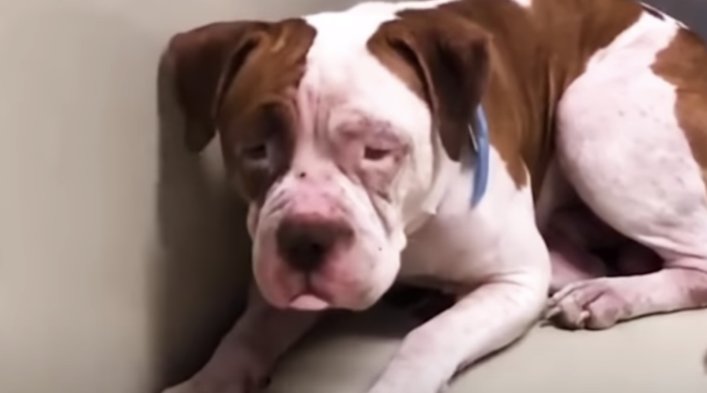 Shaking Pit Bull Wouldn’t Leave Shelter Corner, ‘Heard A Voice’ & Inched Forward