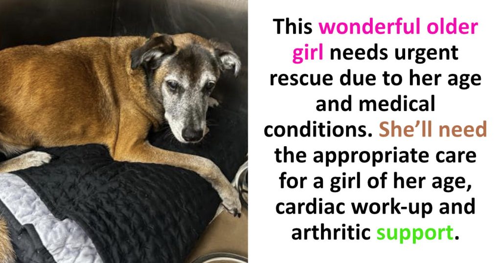Wanted: Soft Bed and Compassion for 14-Year-Old Senior Dog Abandoned by Her Homeless Person