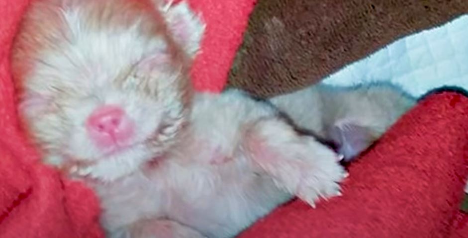 Breeder Couldn’t Profit From Tiny Albino Puppy So He Left Him On The Ground