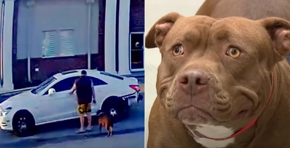 This Creep Who Dumped His Dog Still Hasn’t Been Caught, But You Can Help