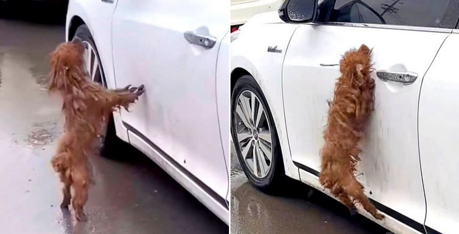 Drenched Stray Thinks The Owner That Left Him Is Inside The White Car