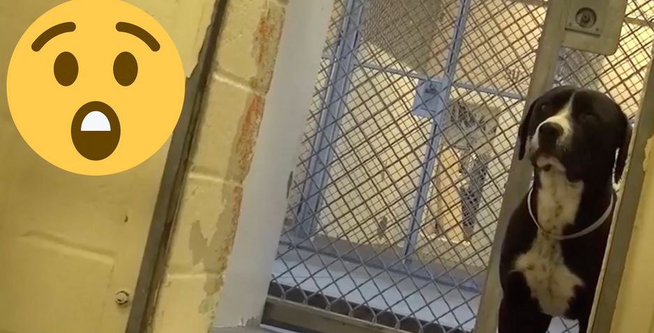 The Moment This “Death Row Dog” Realizes He’s Being Adopted Caught On Video