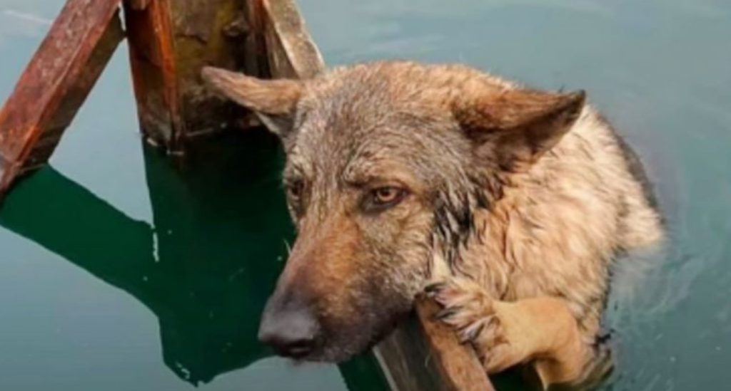 Dog Trapped In Icy Lake Held Onto Sunken Wooden Railing