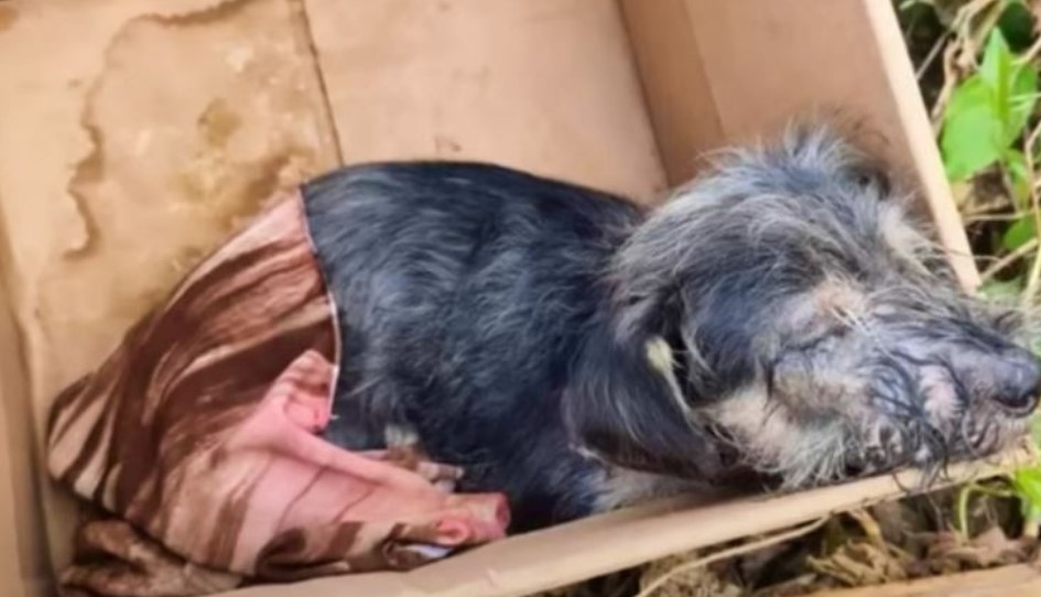 Little Dog’s ‘Box Of Misery’ Became A Symbol Of Hope