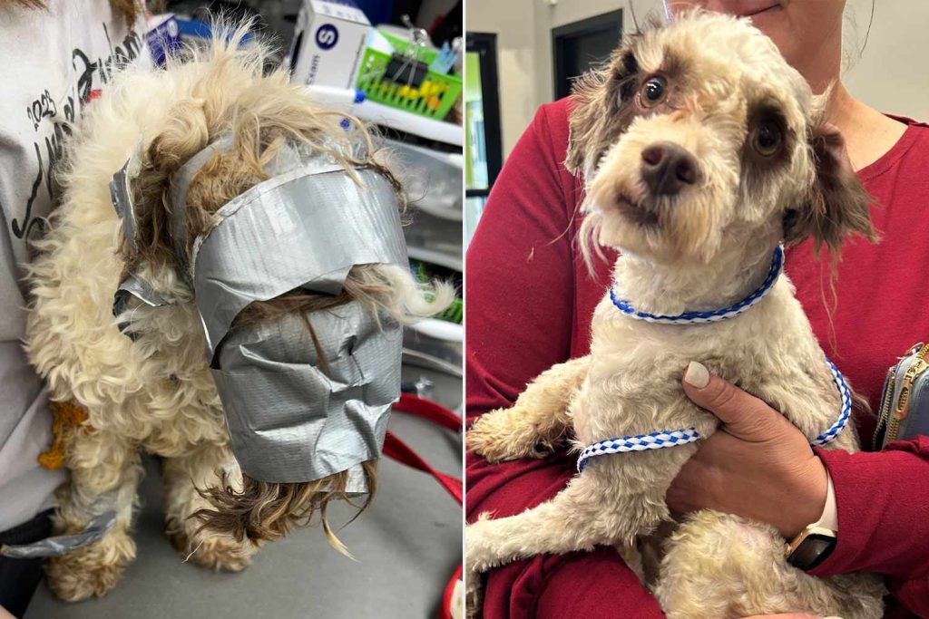 UPDATE Reward up to $15K for information about duct-taped dog found in dumpster
