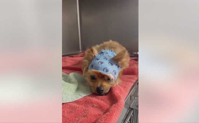 Pint-sized stray pooch attacked and injured needs a hero now
