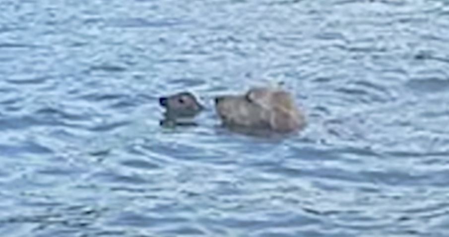 Dog ‘Flees’ House To Aid Creature With Nose Barely Above Lake Water