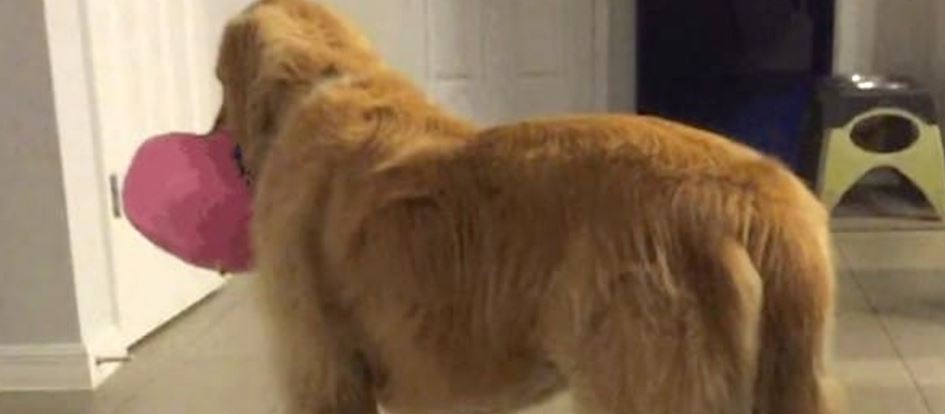 Family Adopted Foster Dog Even When The Vet Cautioned That He’s ‘Mentally Challenged’