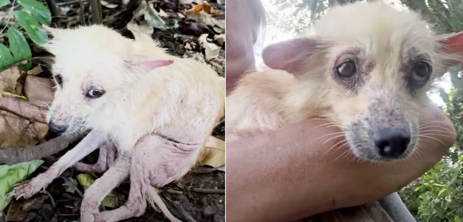 ‘Twisted’ Pup Made Herself Small So No One Noticed Her On Overgrown Path