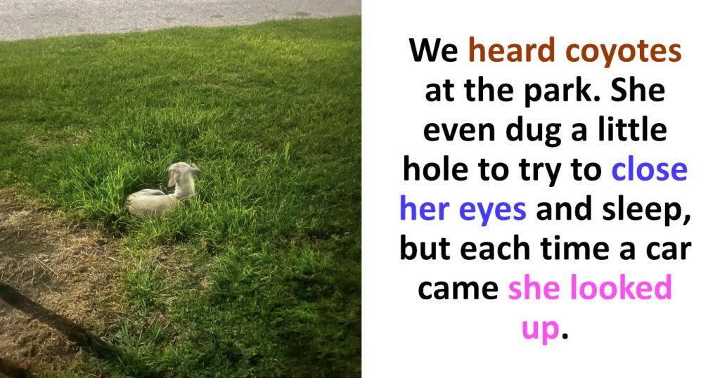 Heartbroken Pup Abandoned By Owner At Park Watched Every Car Go By Just Waiting