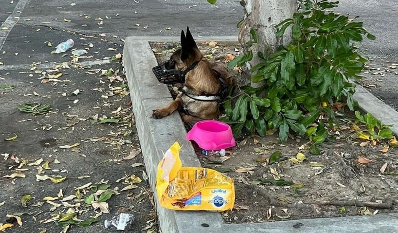 Homeless Family Had To Abandon Their Dog When Shelter Wouldn’t Take Her