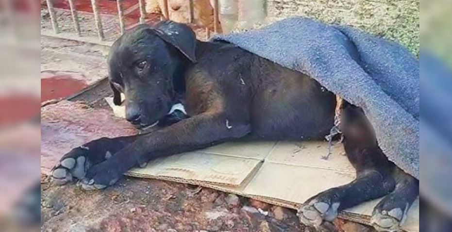 Dog Left In Well Could Hardly Lift His Head Yet His Spirit Remained Unbroken