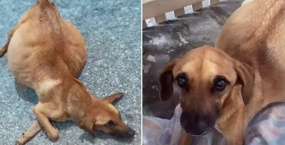 Dog With Swollen Belly Thrown from Truck Finds Hope and Healing with New Family