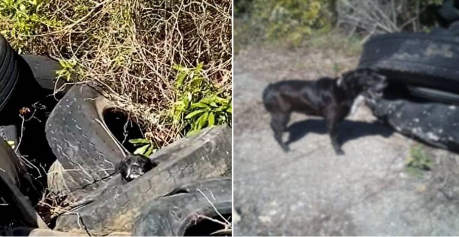 Abandoned Dog Found Living in Pile of Tires Rescued by Kindhearted Truckers
