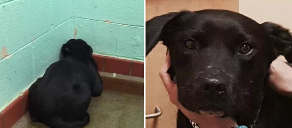 Labrador Frozen in Fear Finds Hope Thanks to One Woman’s Kindness