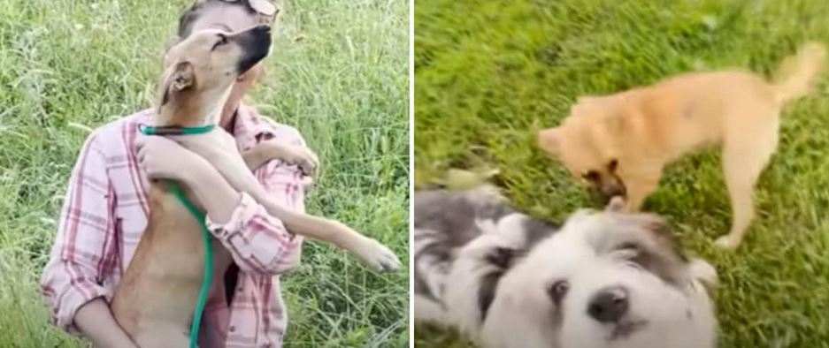 Abandoned Puppy Found in Field Becomes Unexpected Hero for Dog With PTSD